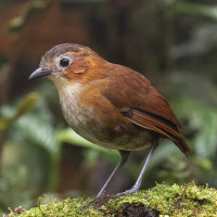 Rusty-tinged Antpitta